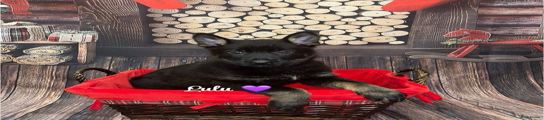 German Shepherd Lulu