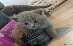 British Shorthair cats for sale: 4 beautiful British short hair kittens  - Image 5
