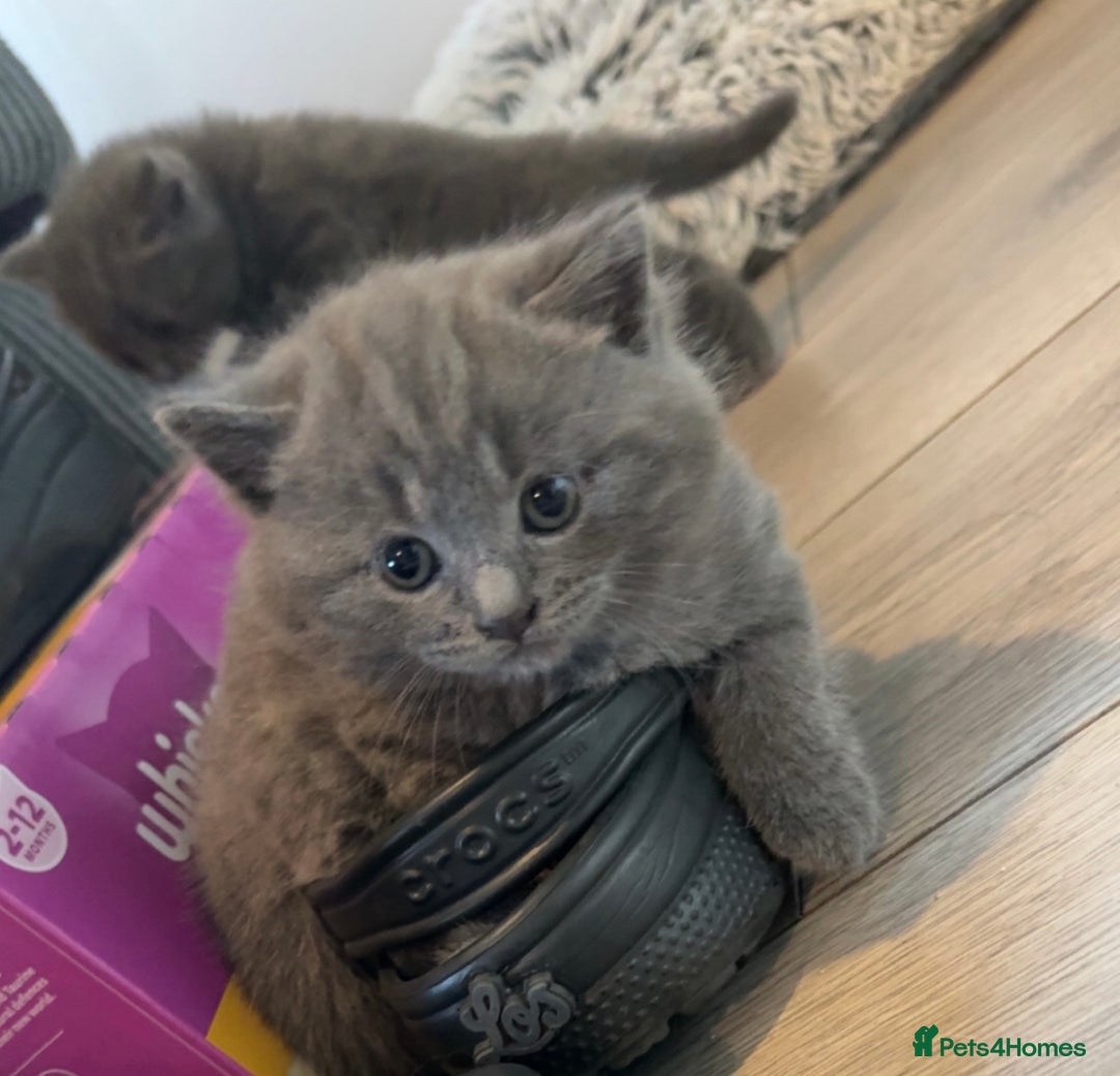 British Shorthair cats for sale: 4 beautiful British short hair kittens  - Image 5