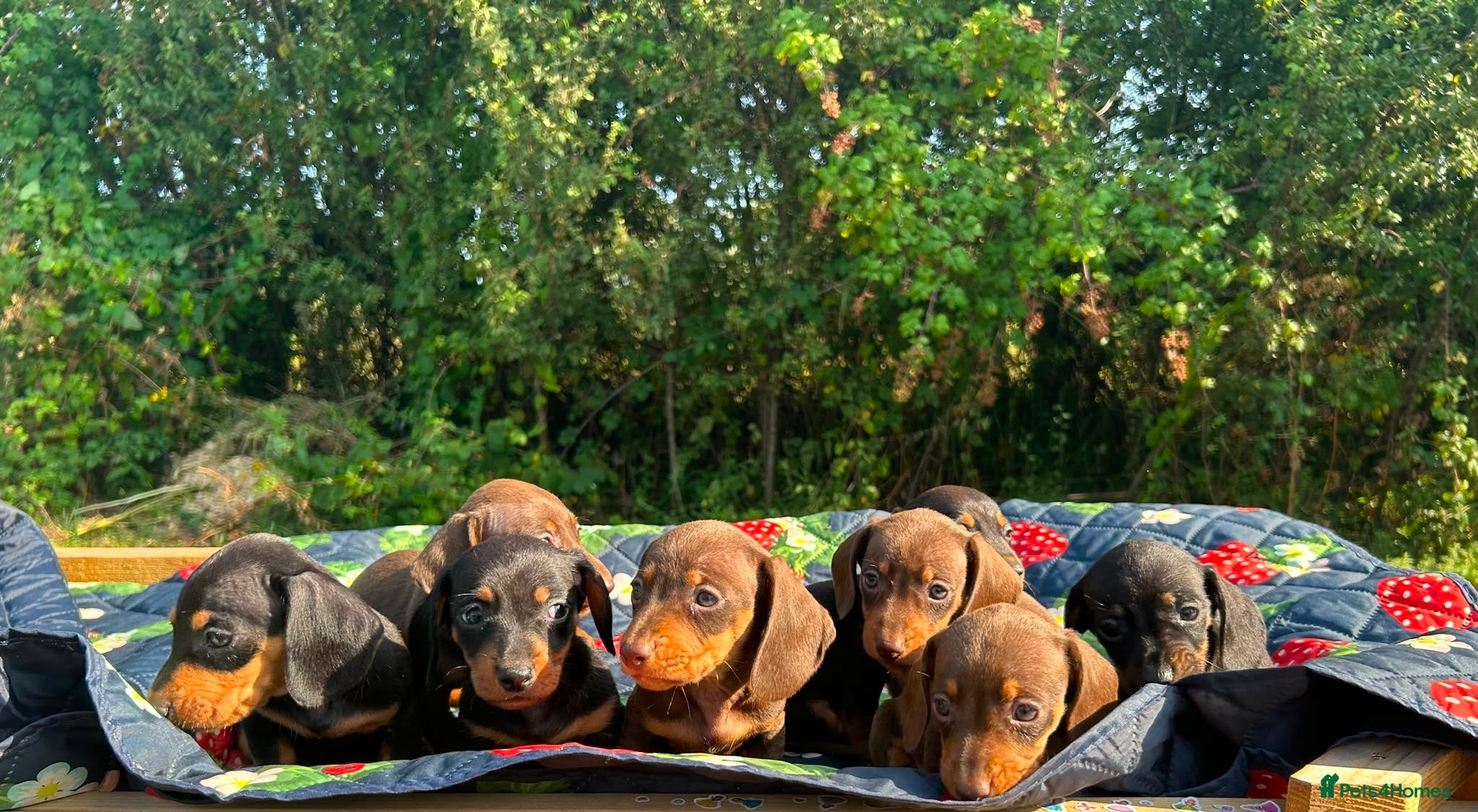 Miniature Dachshund dogs Miniature Dachshund Pups 🐶 Ready in 2 weeks❌ - Advert 5