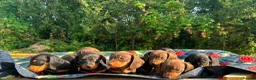 Miniature Dachshund dogs for sale: Miniature Dachshund Pups ready to leave 🐶  - Advert 14
