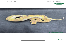 Python Snake reptiles for sale: Banana Lesser Clown Ball Python Full Setup - Image 3