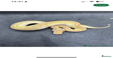 Python Snake reptiles - Advert 13