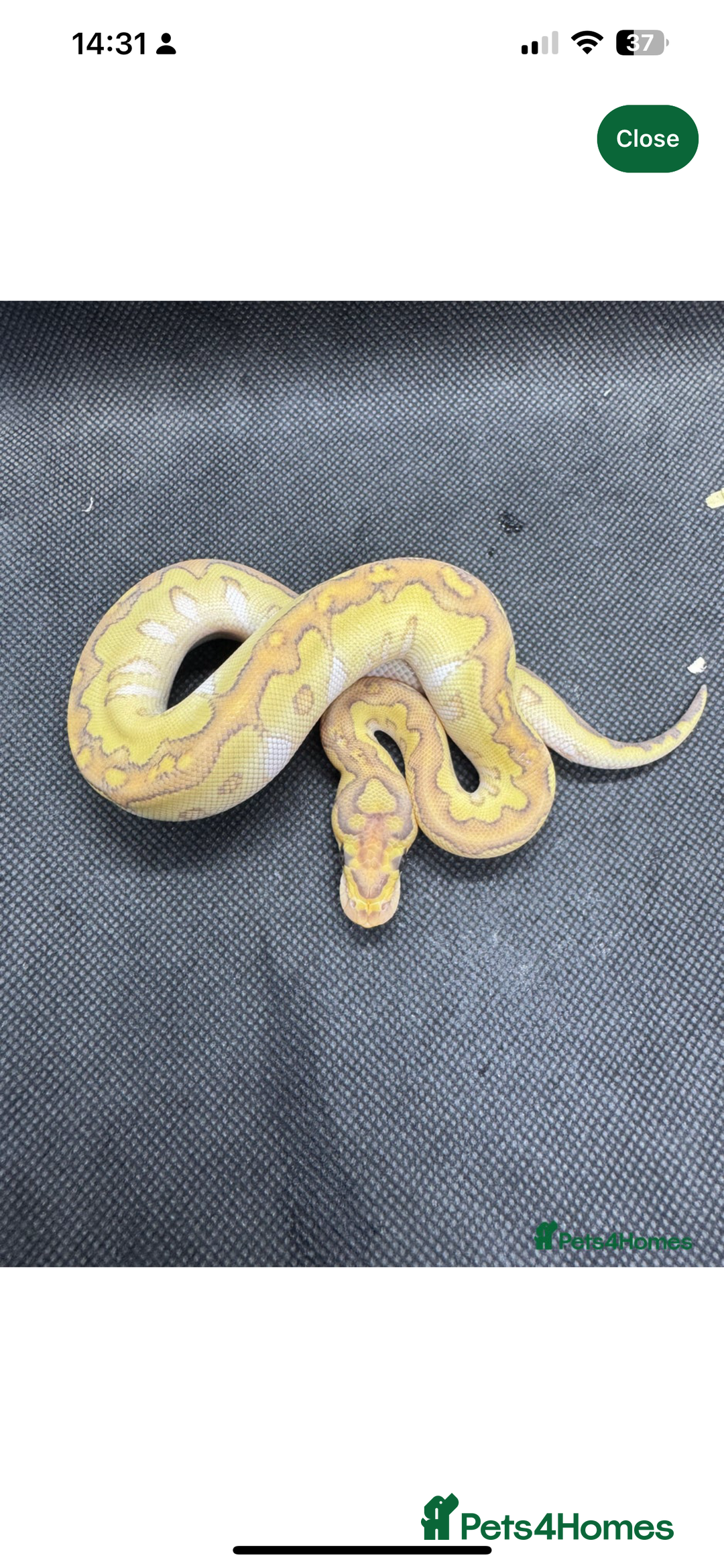 Python Snake reptiles for sale: Banana Lesser Clown Ball Python Full Setup - Image 3