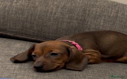 Miniature Dachshund dogs for sale: Miniature daschund Ready now - Image 10
