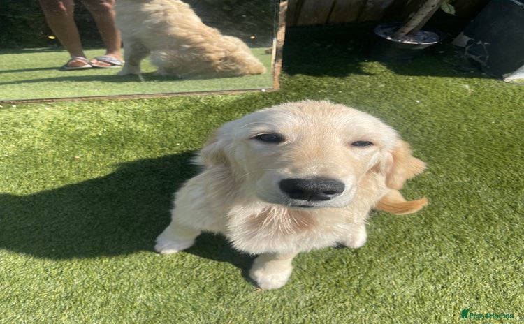 Golden Retriever dogs - Advert 1