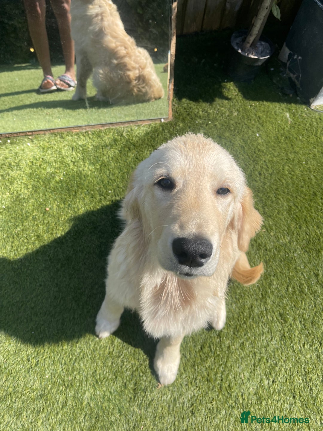 Golden Retriever dogs for sale: Golden retriever 10 months  - Image 1