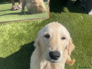 Golden Retriever dogs - Advert 12