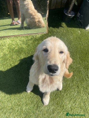 Golden Retriever dogs - Advert 1