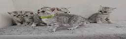 British Shorthair cats for sale: 🏆 Pedigree Silver British Shorthair Kittens 🏆 - Advert 11