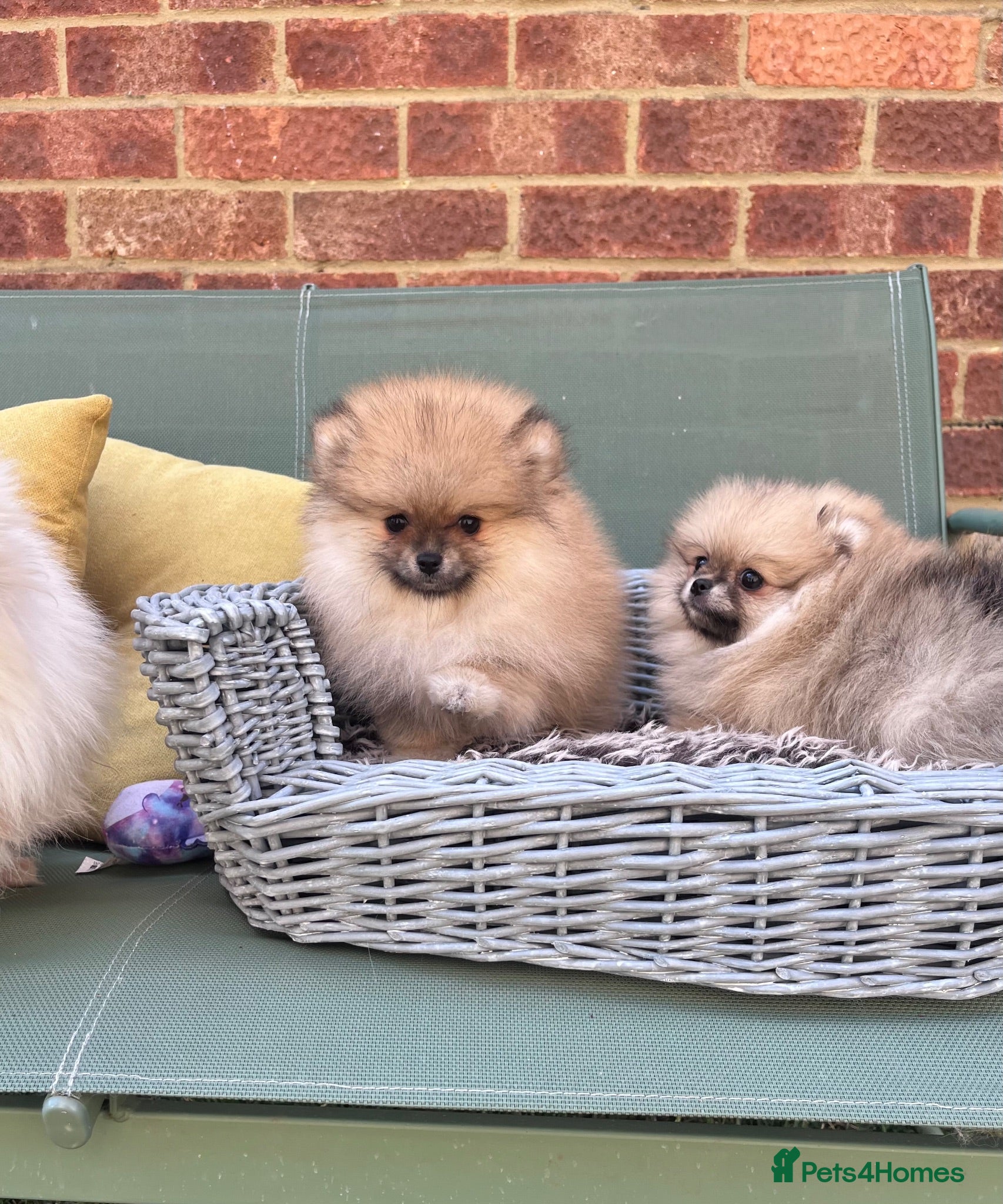 Pomeranian dogs 🔥Teddy🐻Small🏆Quality  - Advert 2