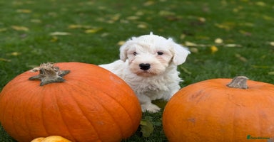 Sealyham Terrier dogs - Advert 9