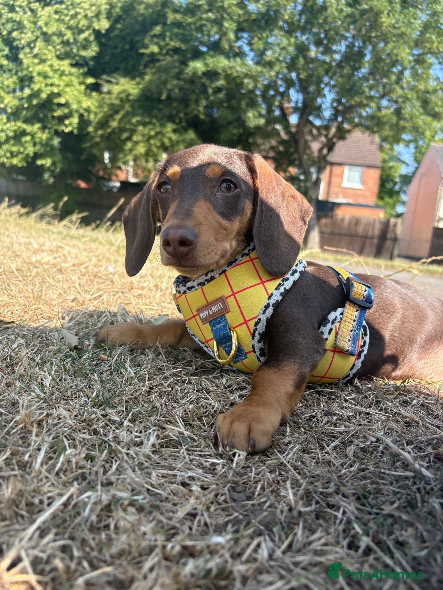 Dachshund dogs 🐾 Woody — Dachshund Looking for His Forever Home - Advert 18