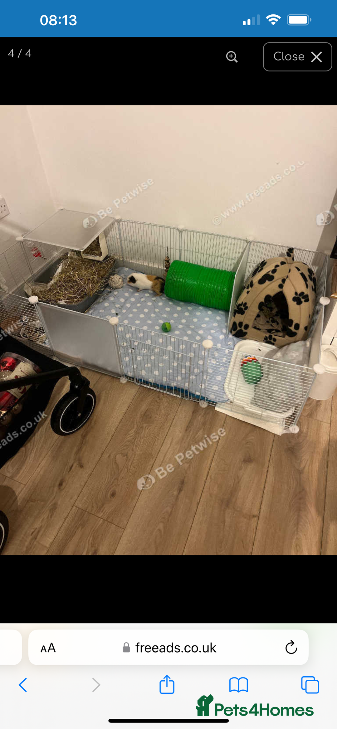 Guinea Pig rodents for sale: 2 14 week old males and set up - Advert 2