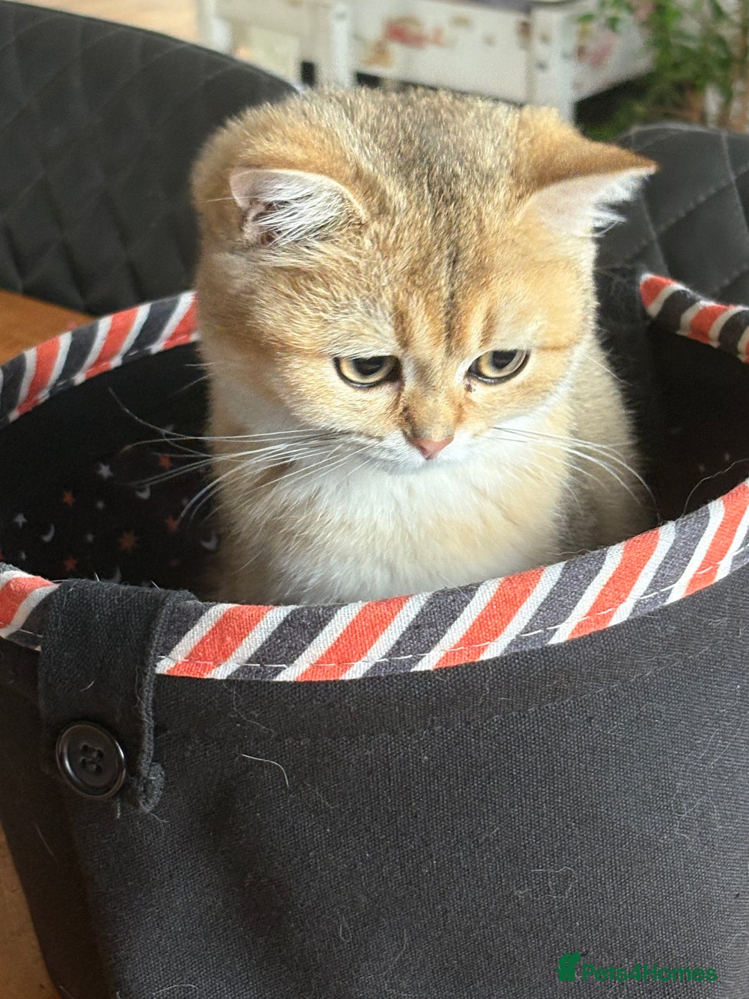 British Longhair cats for sale: ✨ Three adorable British Short/longhair kittens  - Image 33