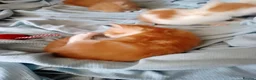 Mixed Breed cats for sale: Ginger kittens - Advert 7