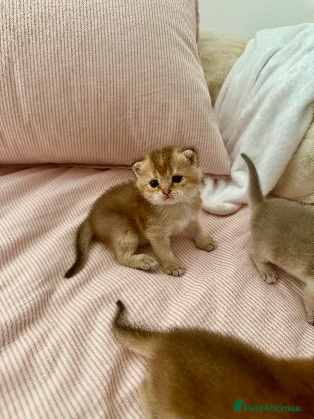 British Shorthair cats for sale: GCCF BSH fluffy kittens - Image 5