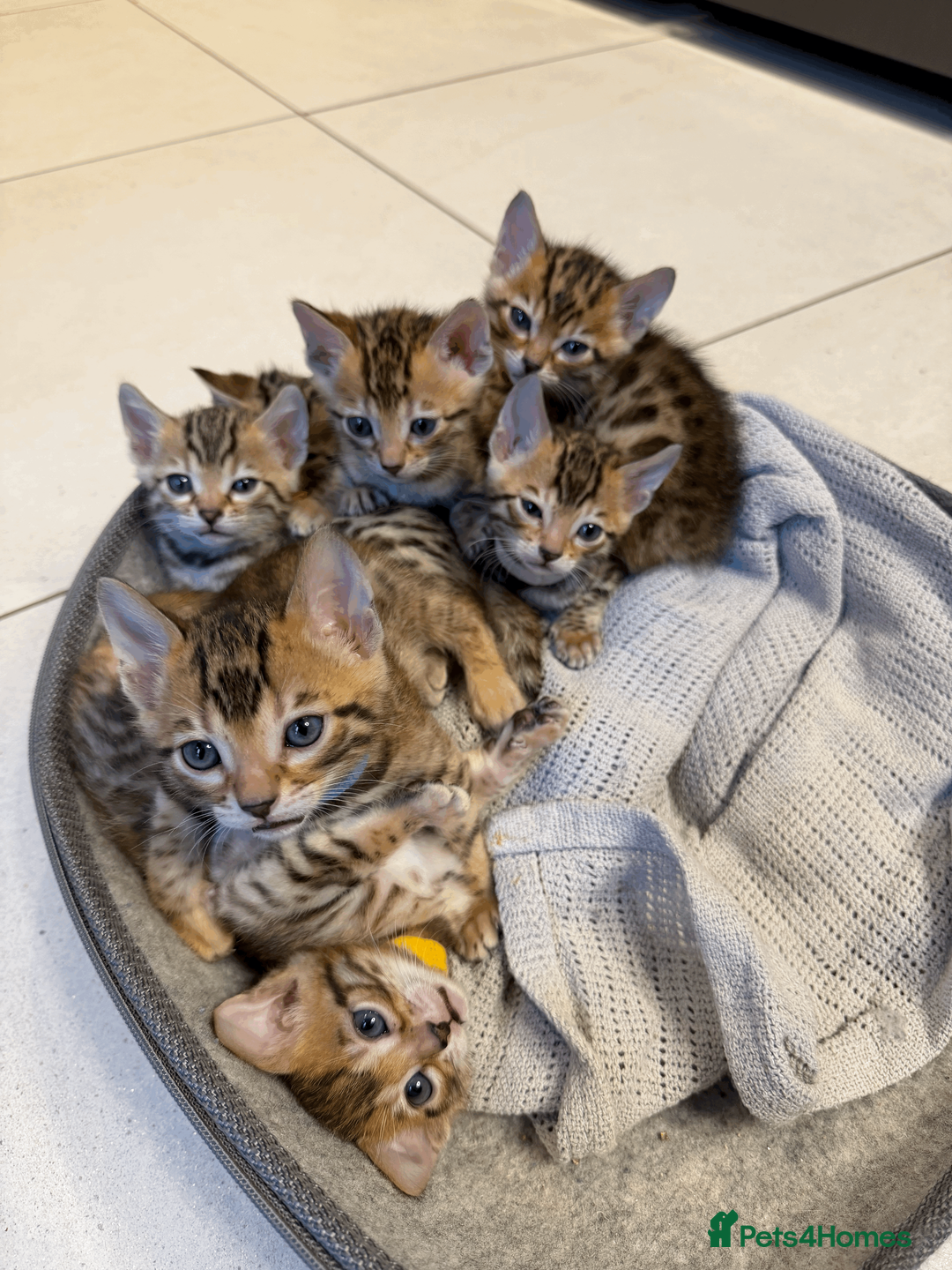 Bengal cats for sale: 🐾 Purebred Bengal Kittens for Sale 🐾 - Advert 25