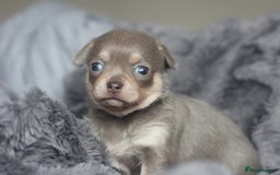 Chihuahua dogs for sale: KC ⭐ stunning Chihuahuas smooth lilac Tri  🐕  - Image 3