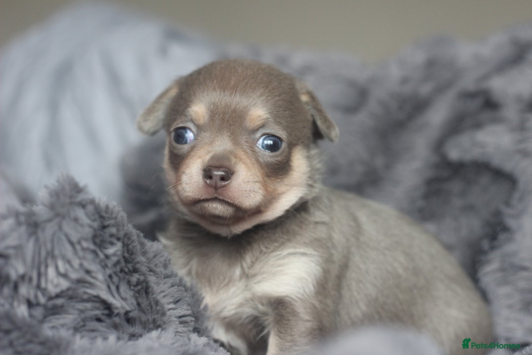 Chihuahua dogs for sale: KC ⭐ stunning Chihuahuas smooth lilac Tri  🐕  - Image 3