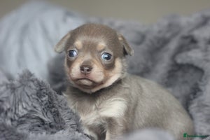 Chihuahua dogs - Advert 1