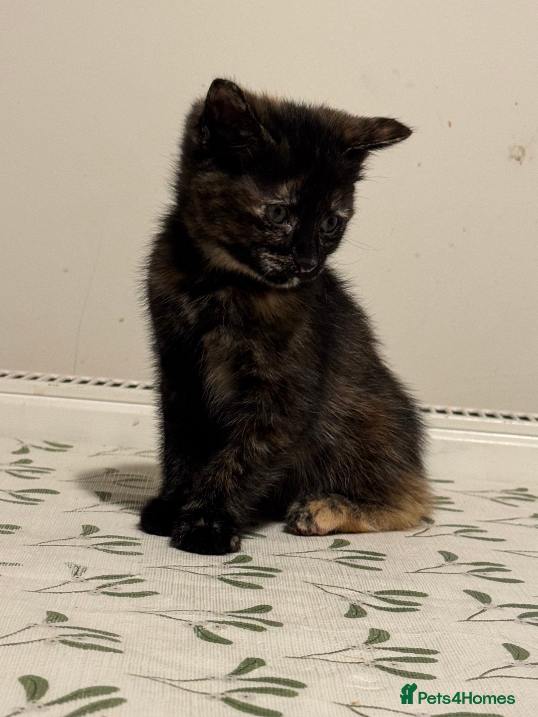 Mixed Breed cats for sale: 8 Weeks Old, Kittens for Sale - Advert 6