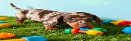 Miniature Dachshund dogs for sale: 🐾 Gorgeous Miniature Dachshund Puppies 🐾 - Advert 10