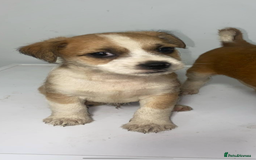 Mixed Breed dogs for sale: Jack Russell puppies ready to leave  - Image 5