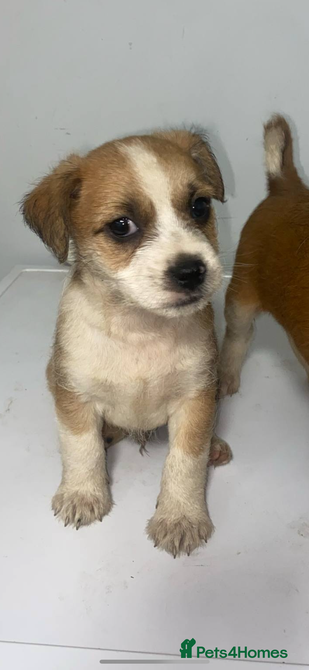 Mixed Breed dogs for sale: Jack Russell puppies ready to leave  - Image 5