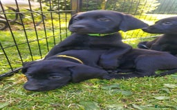 Labrador Retriever dogs for sale: KC Labrador puppies Ready now 🐾Fully vaccinated  in Skegness - Image 6