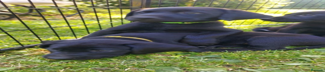 Labrador Retriever Puppy 6