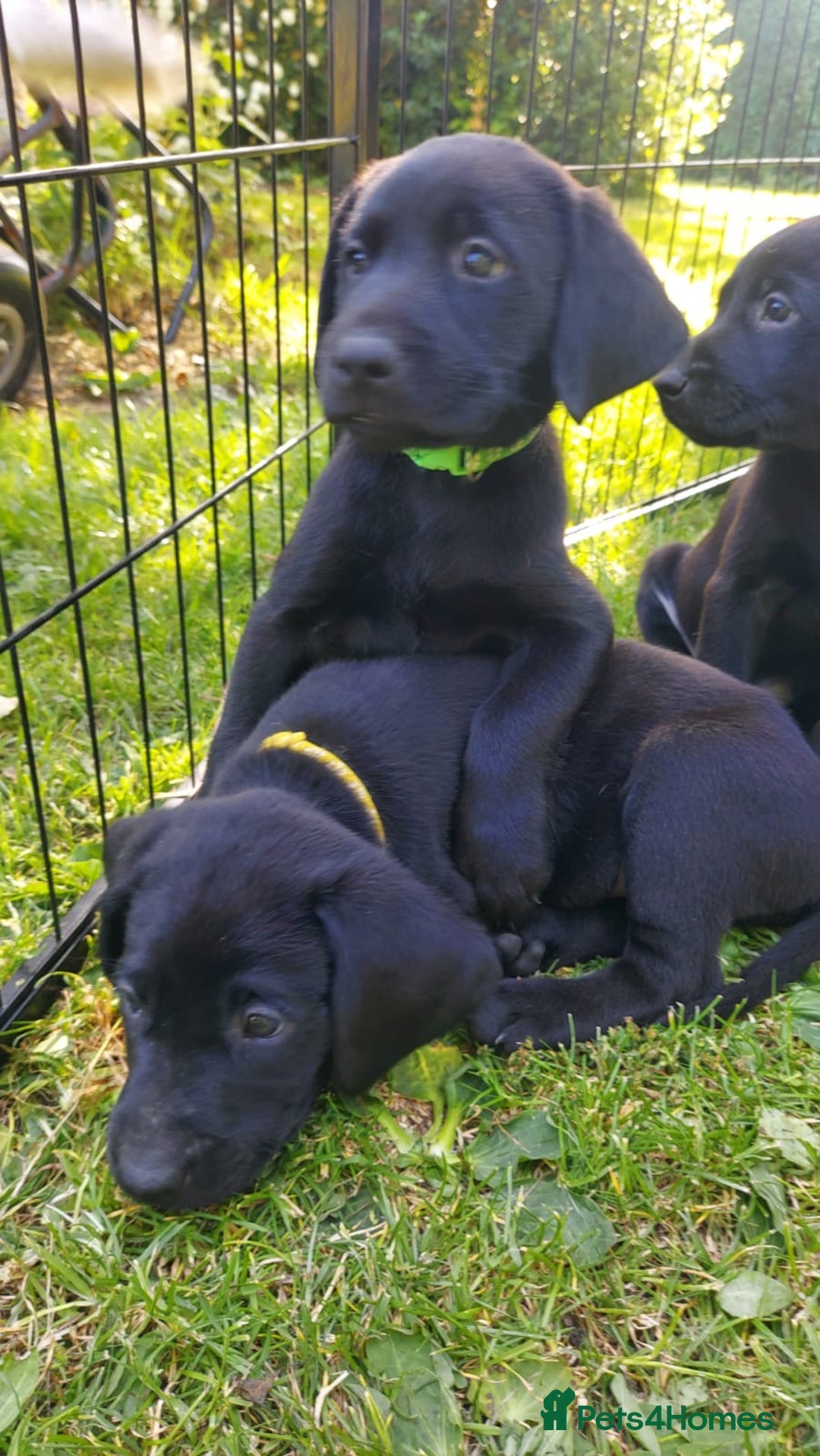 Labrador Retriever dogs for sale: KC Labrador puppies Ready now 🐾Fully vaccinated  in Skegness - Image 6