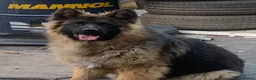 German Shepherd dogs for sale: Selling German shepherd male Hugo  - Advert 3