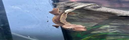 Gecko reptiles for sale: Baby Crested Geckos (Pinstripes & Red Harliquin) - Advert 10