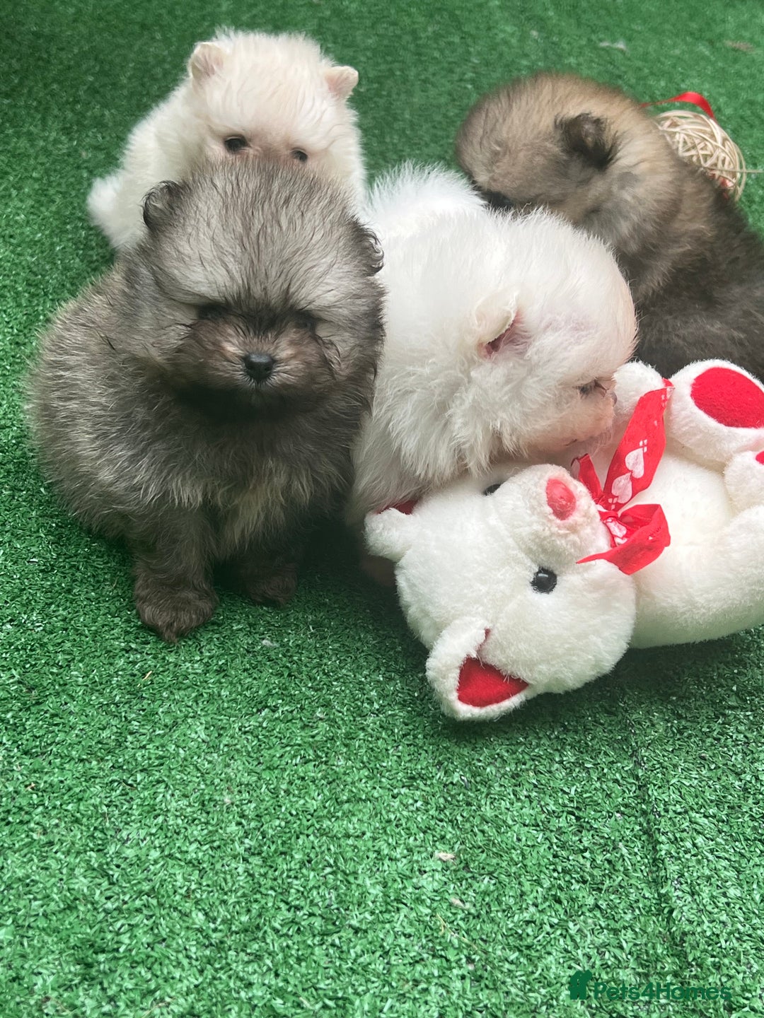 Pomeranian dogs for sale: Pomeranian toy  - Image 16