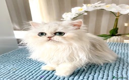 Persian cats for sale: Beautiful Chinchilla Persian Kittens*** - Image 1
