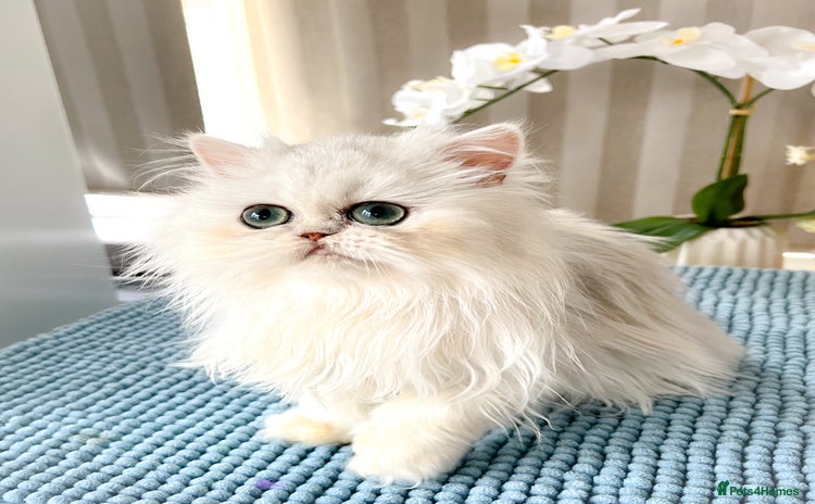 Persian cats - Advert 3