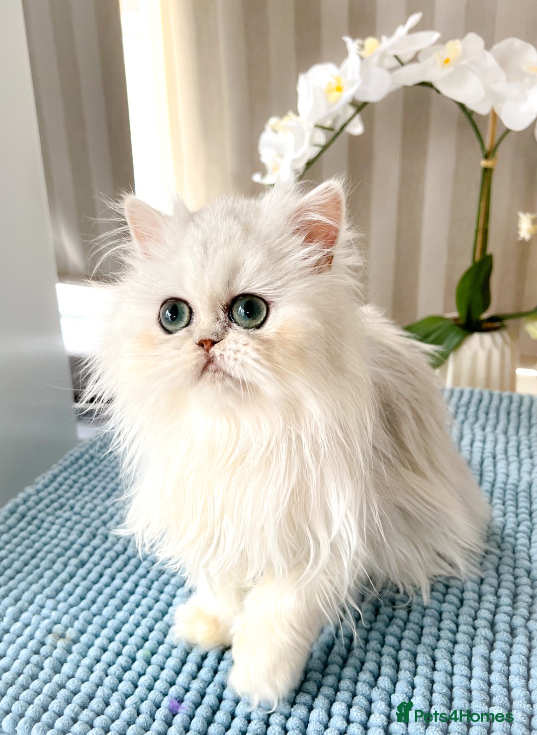 Persian cats for sale: Beautiful Chinchilla Persian Kittens*** - Image 1