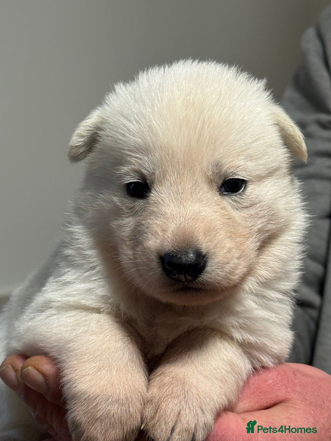 White Swiss Shepherd dogs for sale: WSS One boy and one girl available  - Advert 14