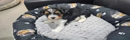 Yorkshire Terrier dogs for sale: Beautiful Yorkshire Terrier Puppies  in Barry - Advert 8
