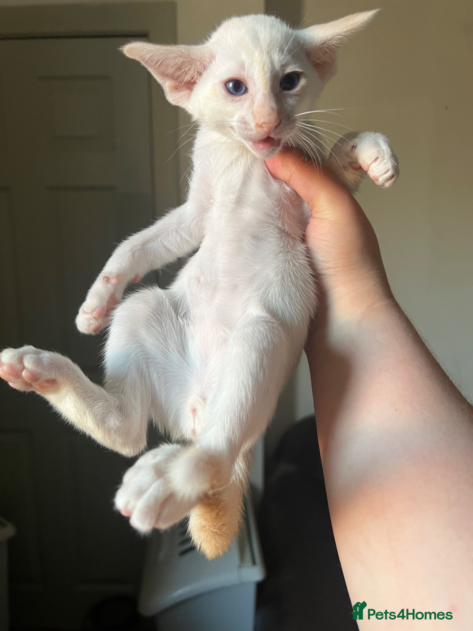 Siamese cats GCCF Red pointed bi colour - can be ACTIVE REG - Advert 2