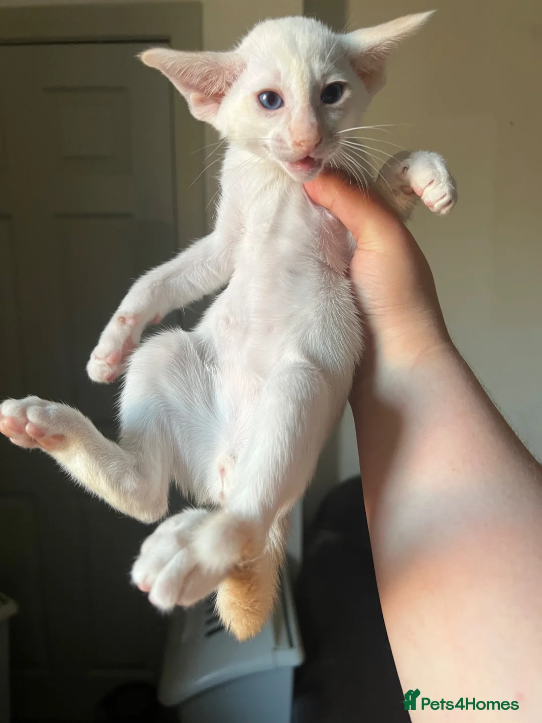 Siamese cats for sale: GCCF Red pointed bi colour - can be ACTIVE REG - Advert 1