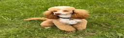 Labradoodle dogs for sale: 🐾 F1B Labradooles 🐾 2 sold already  in Ware - Advert 18