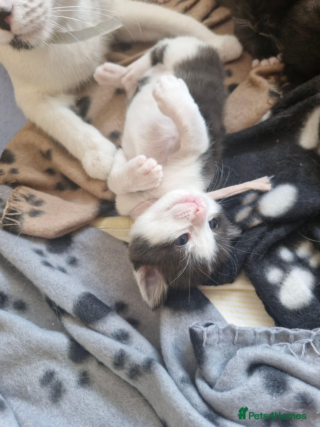 British Shorthair cats for sale: British Shorthair Mix Kittens  - Image 16