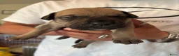 Mixed Breed dogs for sale: Bull presa pups  - Advert 21