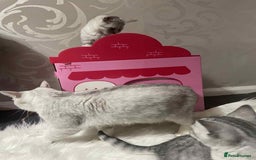 British Shorthair cats for sale: Silver spotted British Shorthair kittens  - Image 5