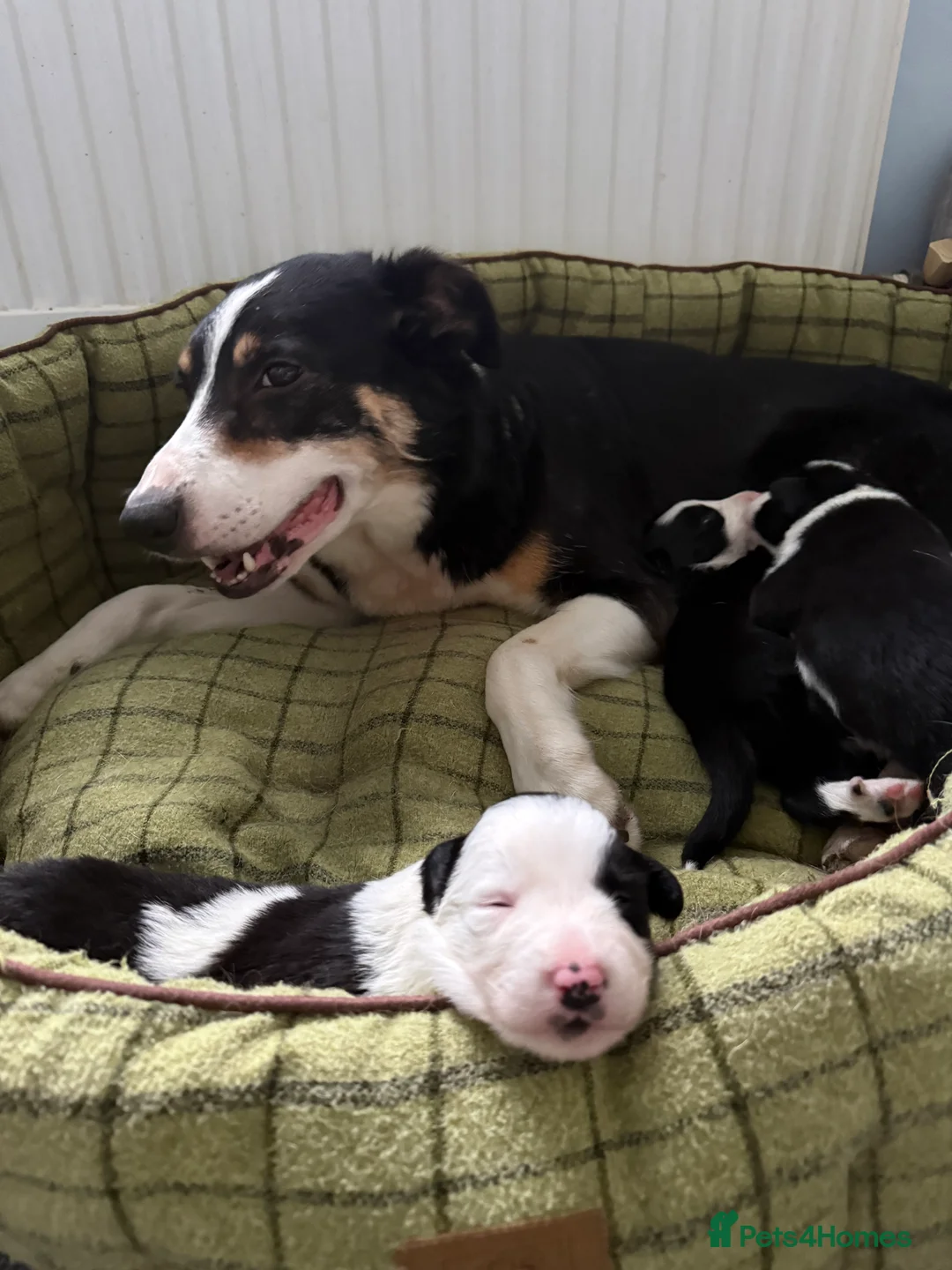 Border Collie dogs for sale: Border collie puppies seeking working/active homes - Advert 7