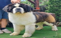 Saint Bernard dogs for sale: Stunning KC reg Saint Bernard puppies  - Image 18
