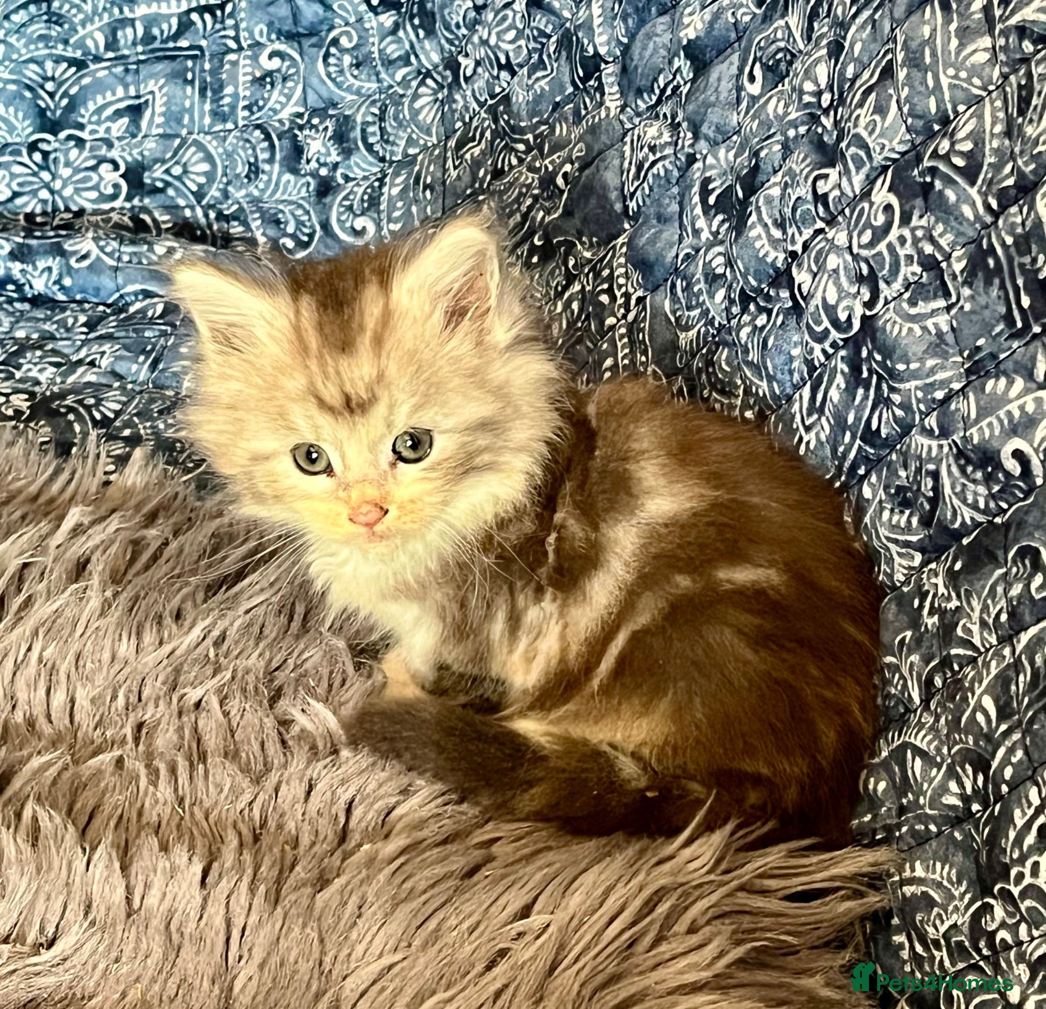 Maine Coon cats Pure Maine Coon Kittens - Advert 16