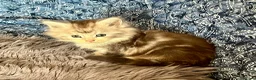 Maine Coon cats for sale: Pure Maine Coon Kittens - Advert 10